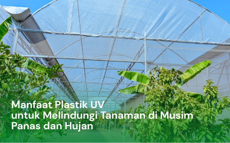 Manfaat Plastik UV untuk Melindungi Tanaman di Musim Panas dan Hujan