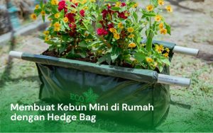 Membuat kebun Mini di Rumah