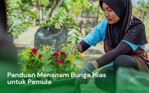 Menanam Bunga Hias untuk Pemula