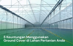 Menggunakan Ground Cover di lahan Pertanian