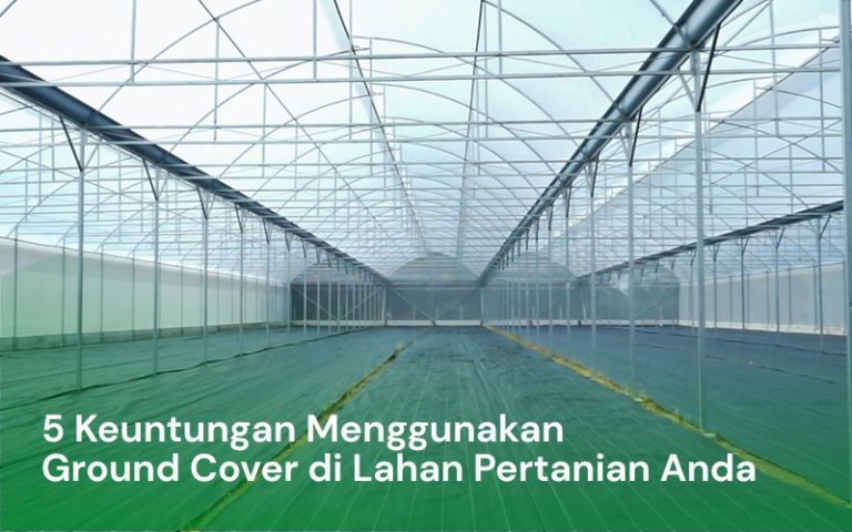 Menggunakan Ground Cover di lahan Pertanian