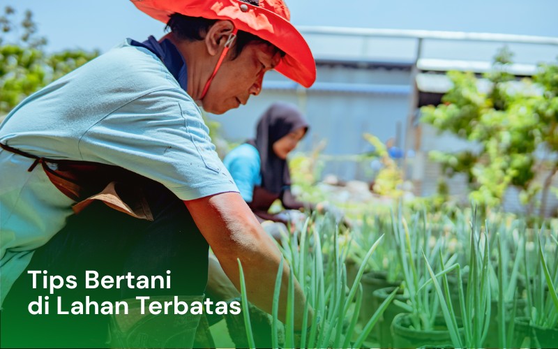 Tips Bertani di Lahan Terbatas Maksimalkan Hasil dengan Planter Bag