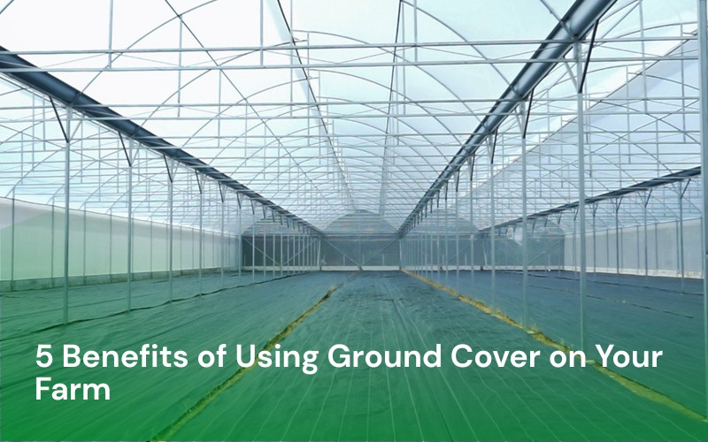 5 Benefits of Using Ground Cover on Your Farm