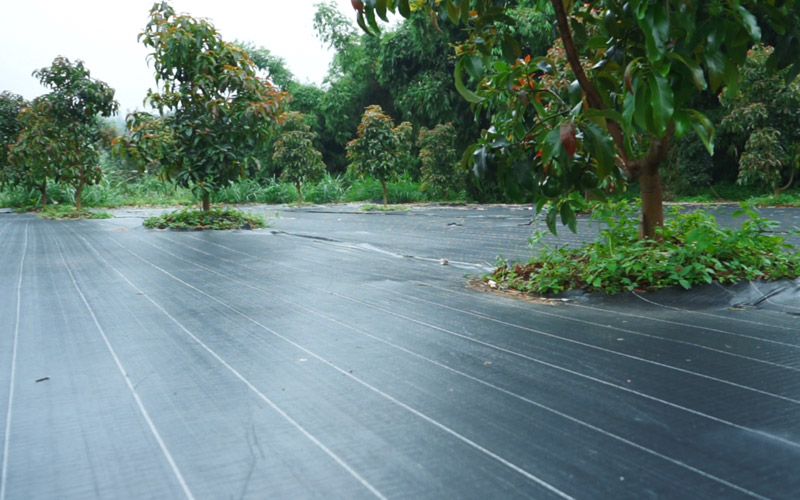 Ground Cover