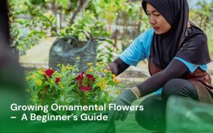 Growing Ornamental Flowers – A Beginner’s Guide