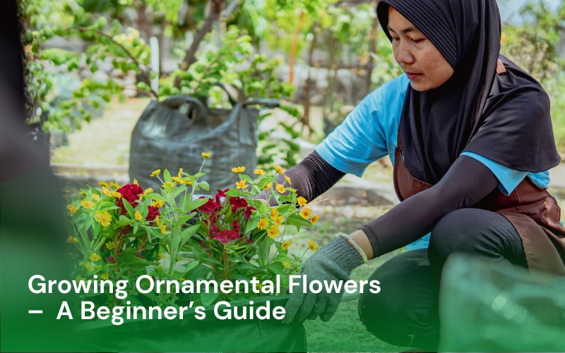 Growing Ornamental Flowers – A Beginner’s Guide