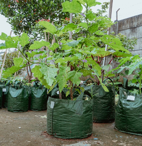 Planter Bag - Agriculture Indonesia