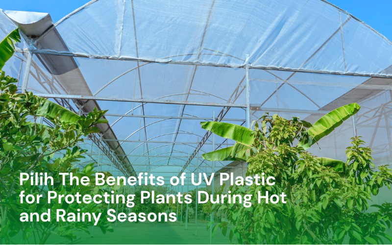 The Benefits of UV Plastic for Protecting Plants During Hot and Rainy Seasons