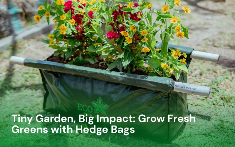 Tiny Garden Big Impact-Grow Fresh Greens with Hedge Bags