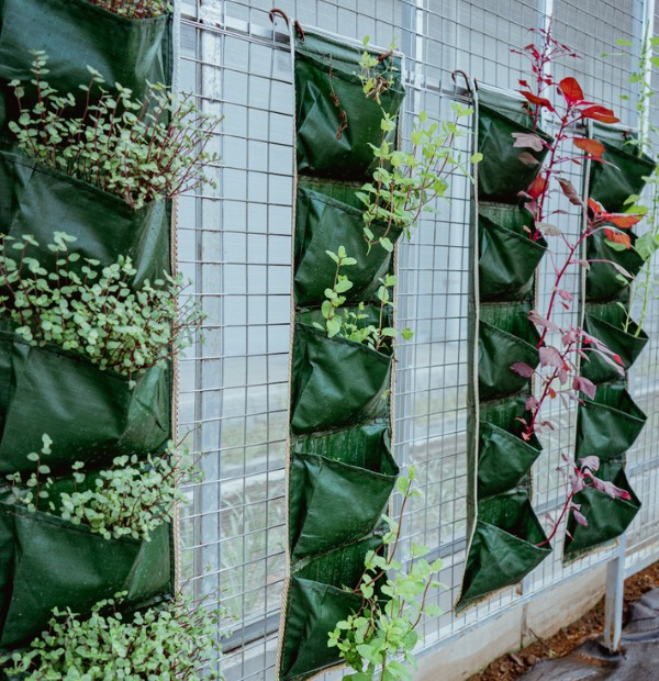 Wall Planter